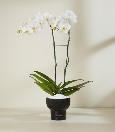 White Phalaenopsis orchid with yellow centers in black ceramic pot, luxury gift plant