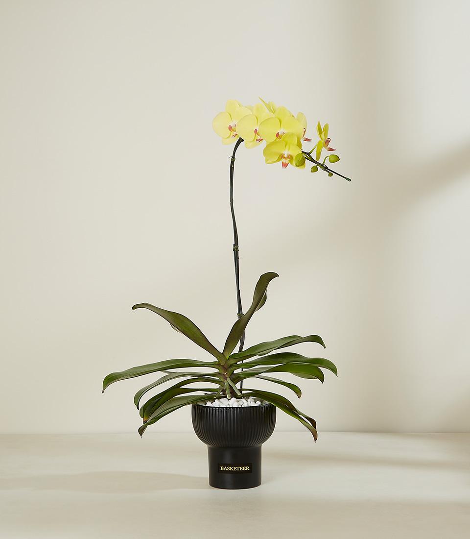 Yellow orchid plant in black ceramic planter with gold Basketeer branding, white pebbles, and green foliage