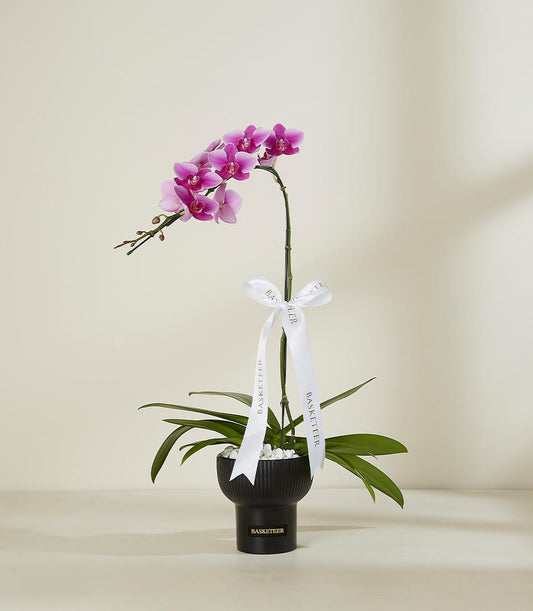 Fuchsia orchid in black ceramic pot with white ribbon and decorative stones, luxury gift presentation