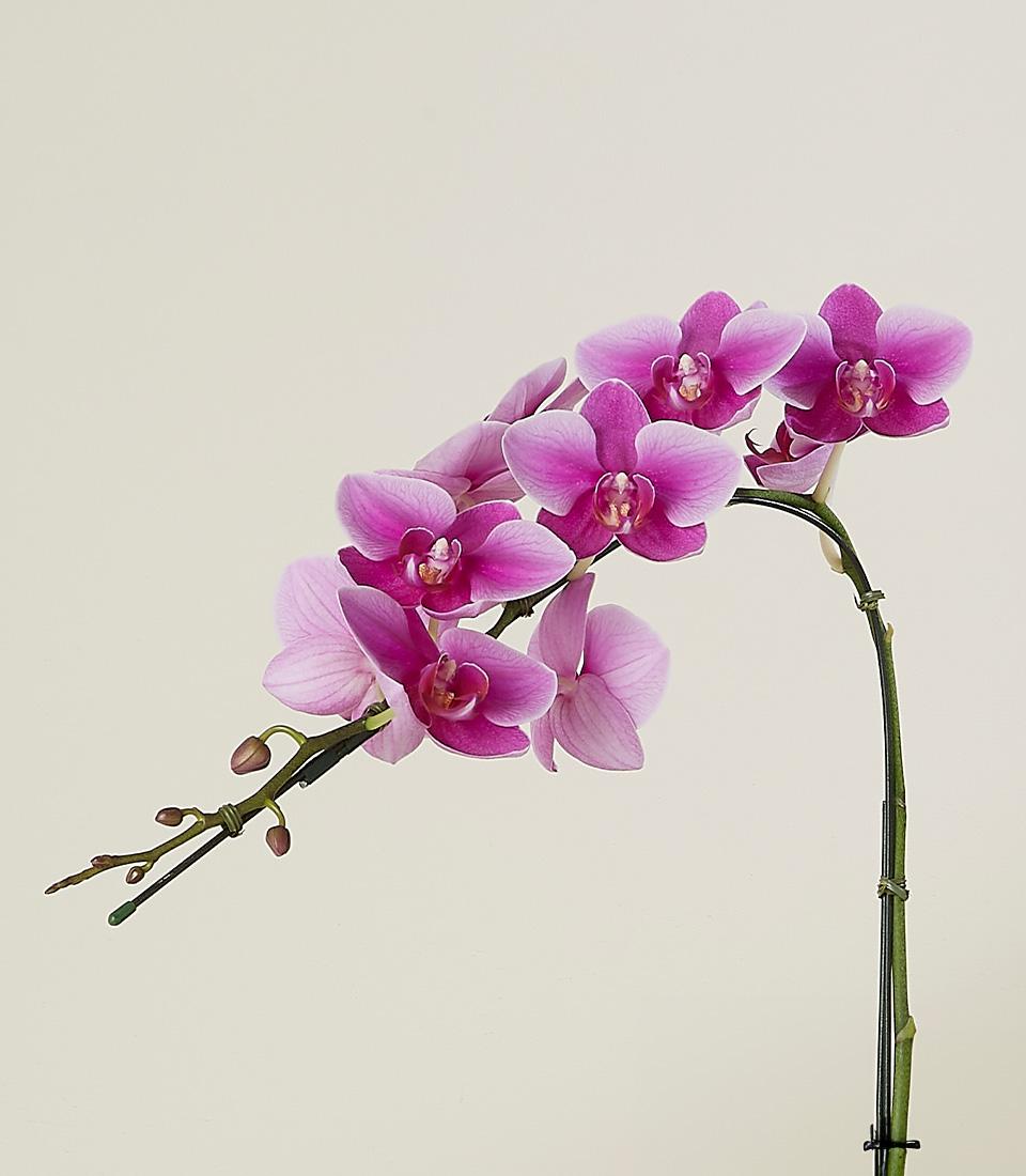 Vibrant pink Phalaenopsis orchid with fuchsia blooms and delicate buds in potted plant gift