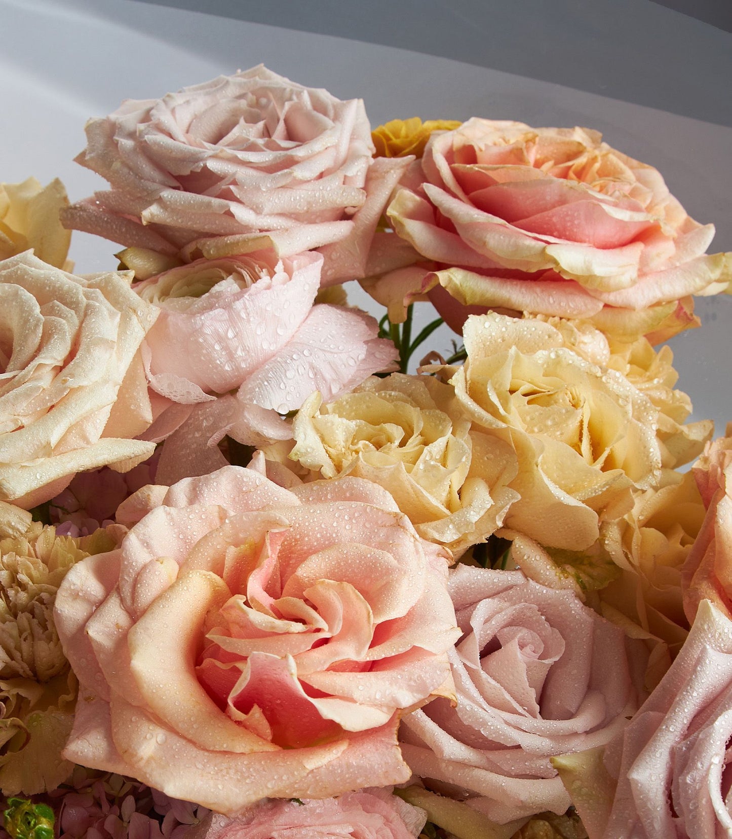 Blush and peach rose bouquet with fresh water droplets, premium Ecuador-sourced flowers