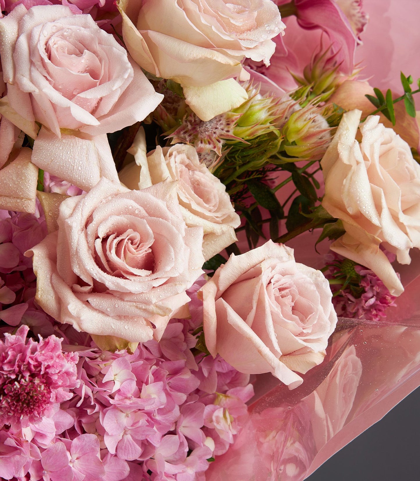 Fresh pink roses and hydrangea bouquet with water droplets, wrapped in cellophane