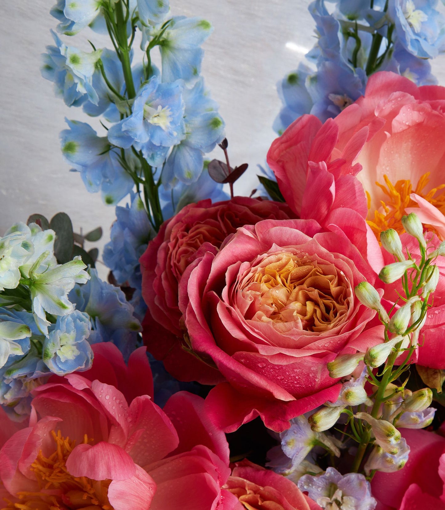 Coral peonies and blue delphiniums fresh flower bouquet with gradient roses