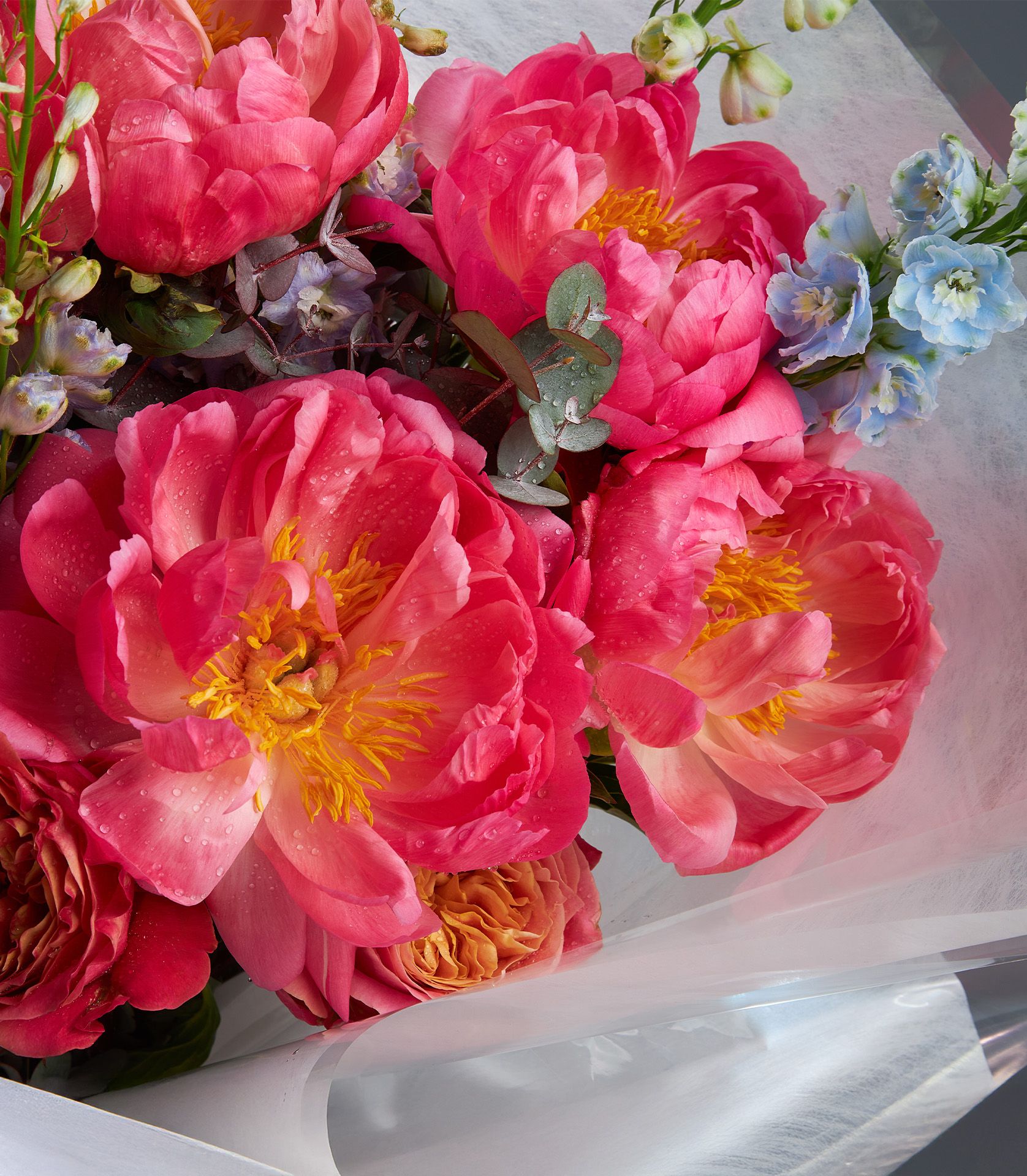 Coral peony and blue delphinium fresh flower bouquet with eucalyptus, wrapped in white tissue paper