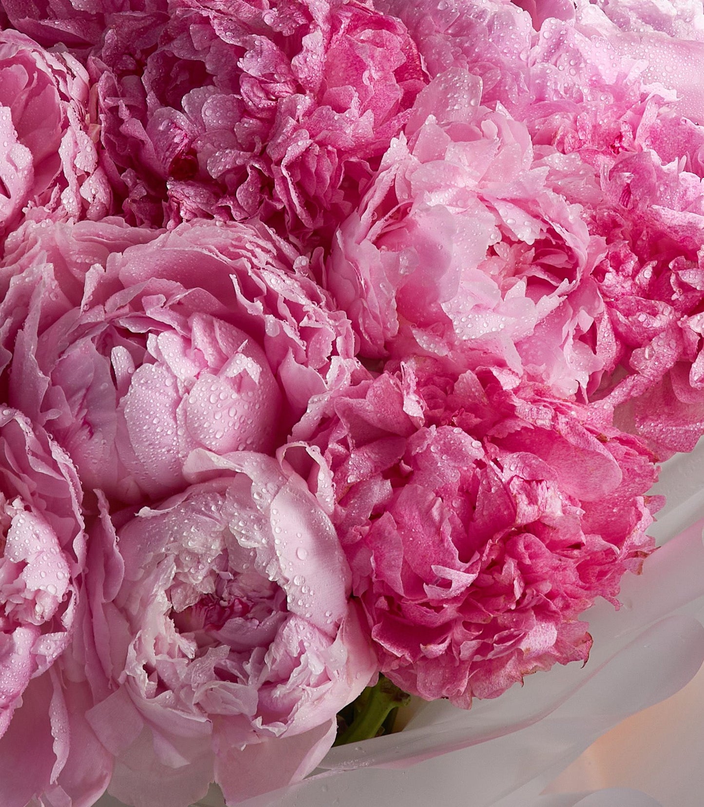 Fresh pink peony bouquet with layered ruffled petals and dewy finish, elegantly wrapped
