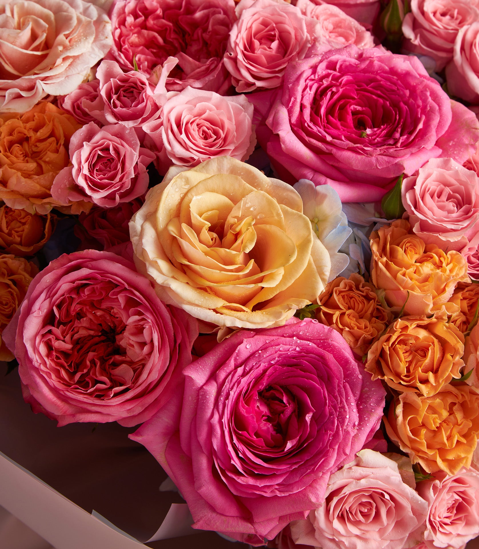 Vibrant pink, orange, and yellow rose bouquet with fresh water droplets, luxury gift arrangement for anniversary celebrations