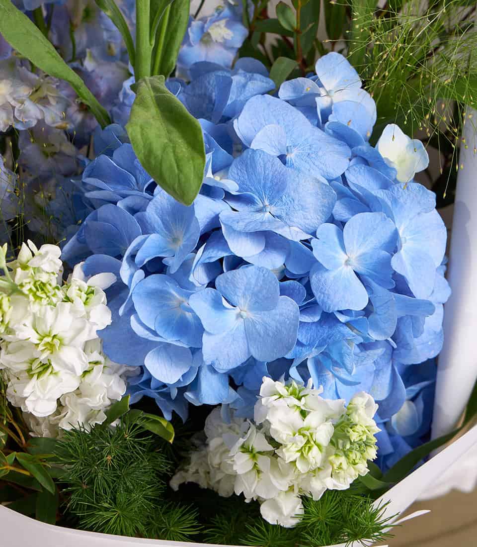 Blue hydrangea and white stock fresh flower bouquet with green foliage, hand-tied arrangement