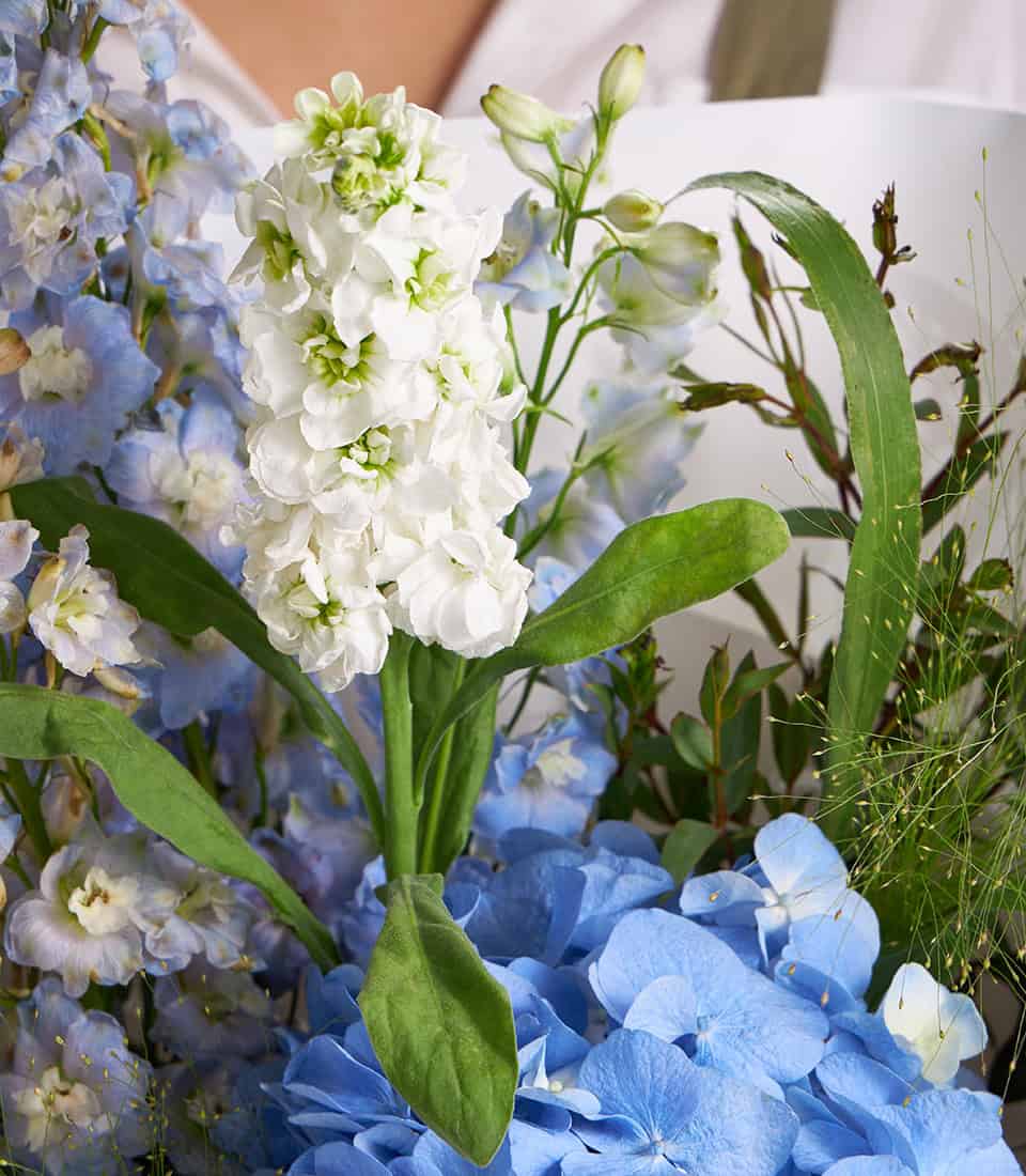 Blue hydrangea and white stock fresh flower bouquet with delphinium and green foliage in elegant arrangement
