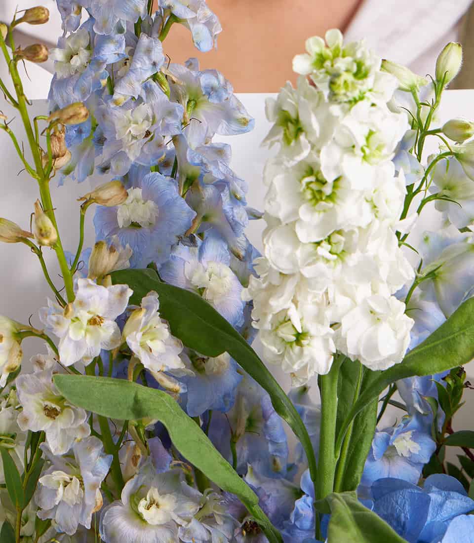 Blue hydrangea and white stock fresh flower bouquet with delphinium and green foliage