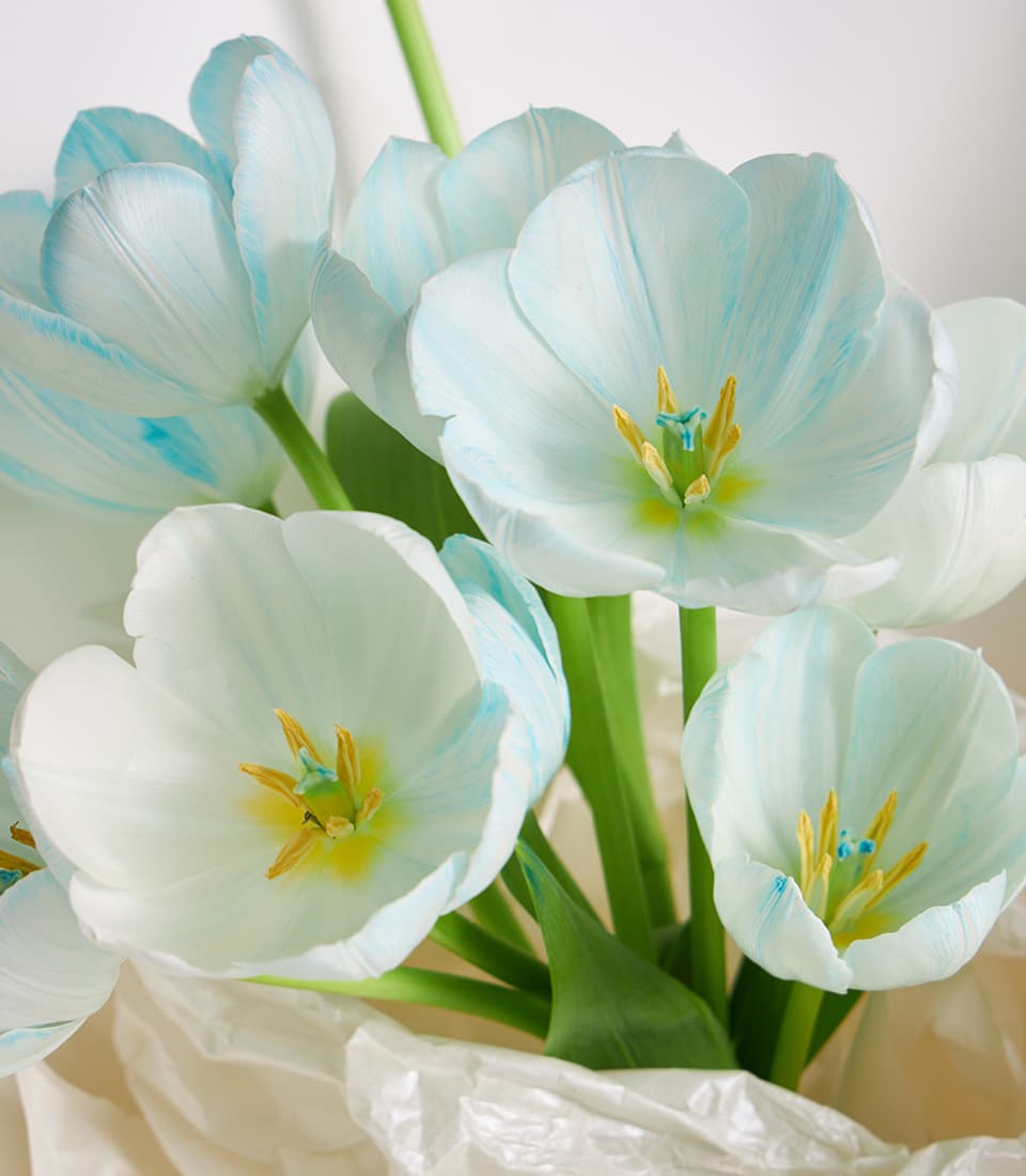 Pastel blue and white tulip bouquet with yellow centers, wrapped in crisp white paper