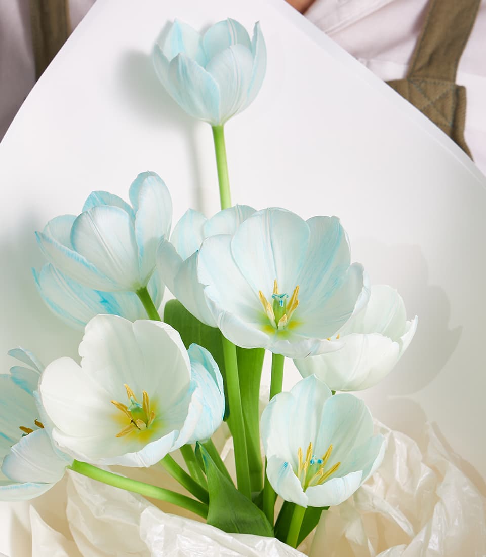 Pastel blue and white tulip bouquet with green stems in white wrapping paper