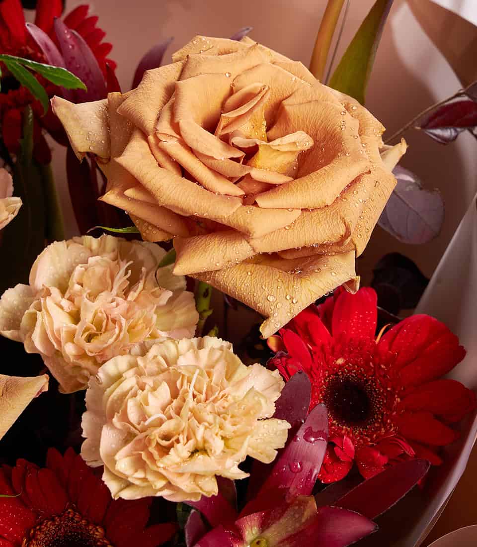 Peach roses, pink cosmos and red gerbera anniversary bouquet with fresh water droplets