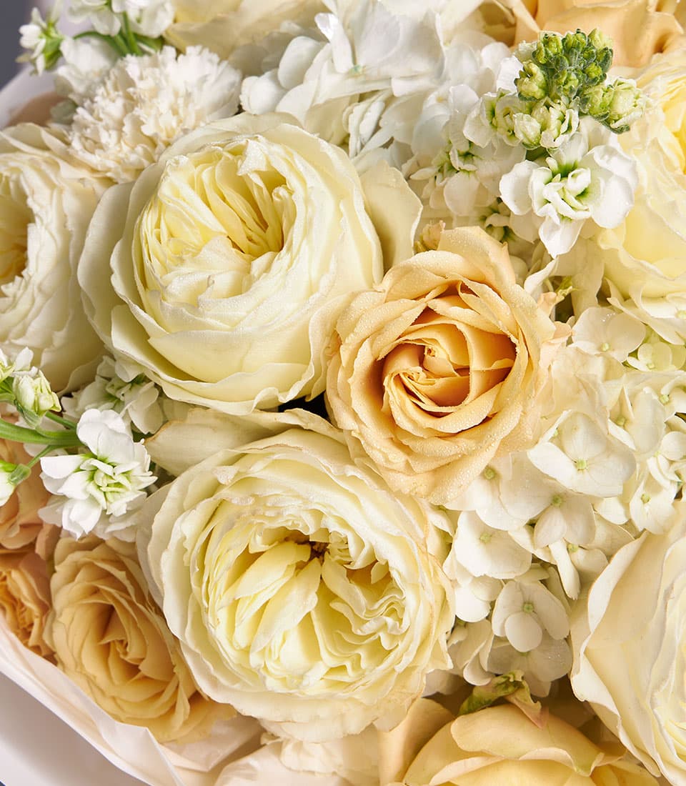 Premium ivory garden rose and hydrangea bouquet with soft peach accents, fresh Ecuador-sourced blooms