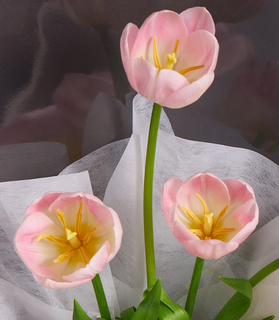 Pastel pink tulips with yellow stamens in white textured wrap, fresh flower gift