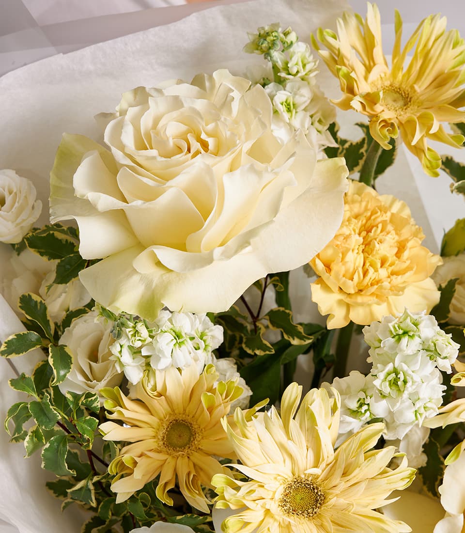Ivory rose and cream gerbera bouquet with yellow blooms and green foliage wrapped in white tissue