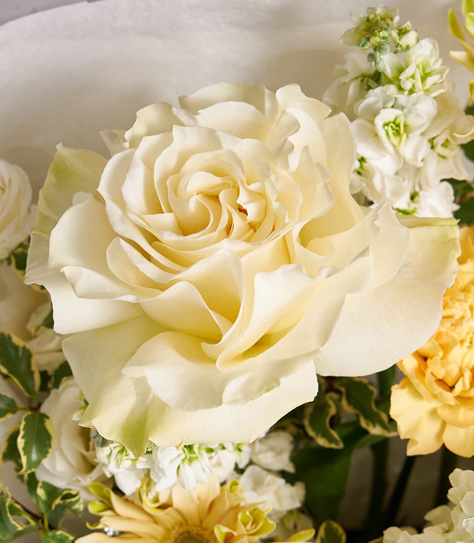 Ivory rose and cream gerbera bouquet with yellow carnation and white stock flowers