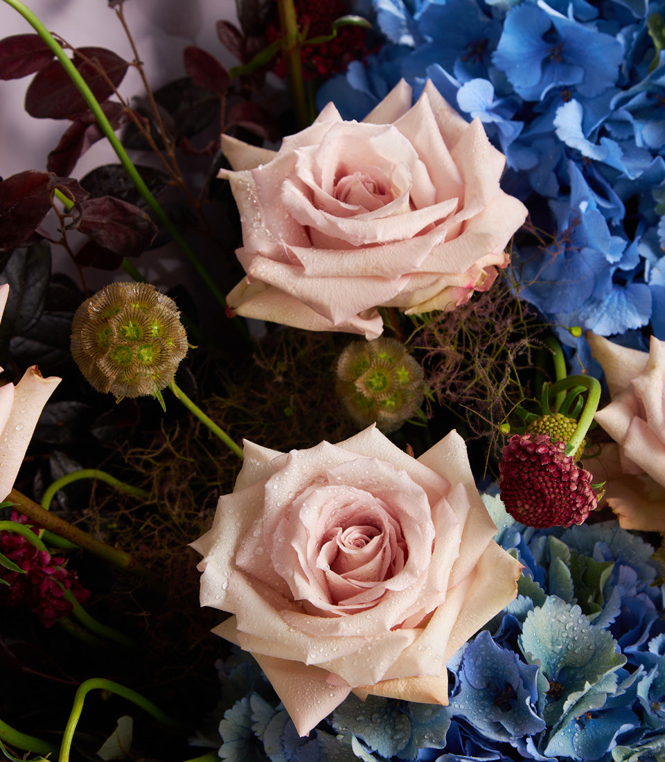 Premium pink rose and blue hydrangea bouquet with fresh water droplets and deep red foliage
