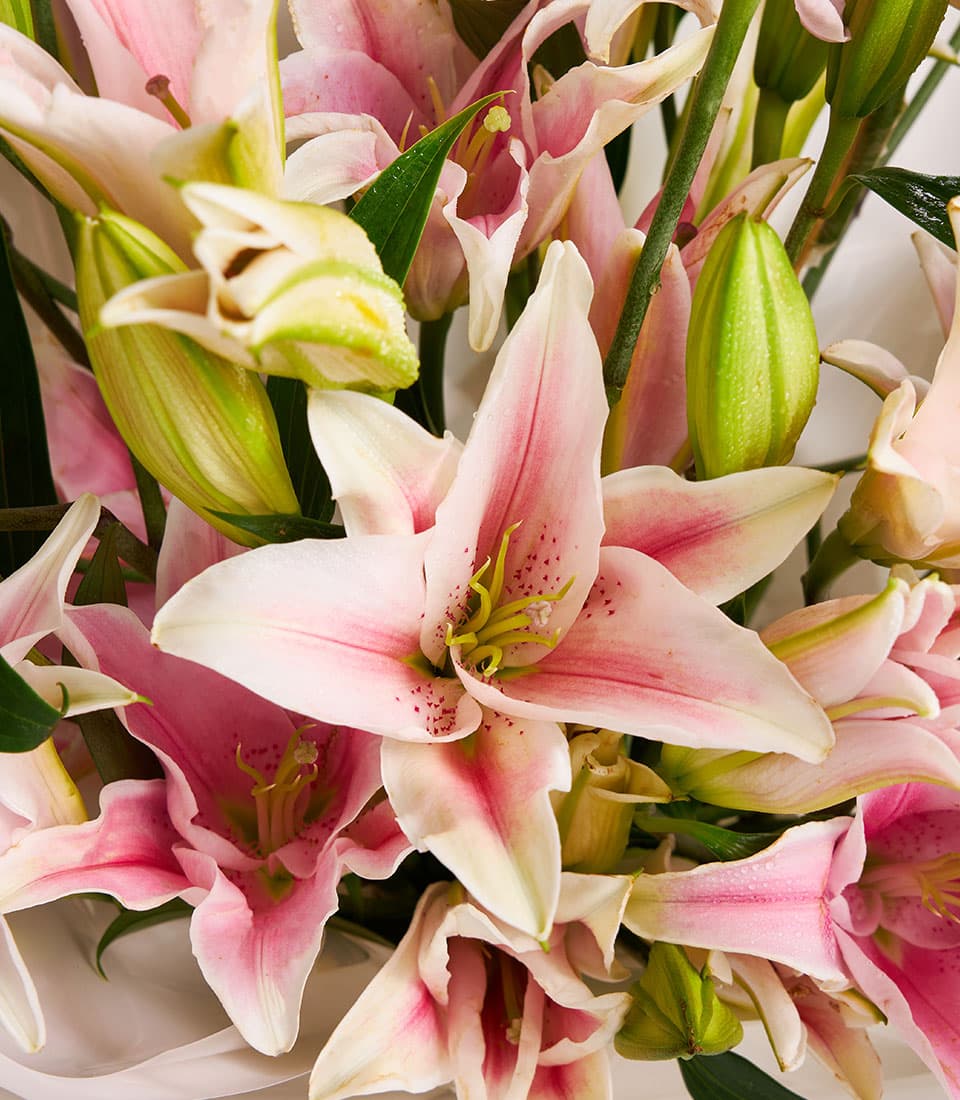 Grand pink stargazer lilies with yellow stamens and white petal edges in lush bouquet arrangement