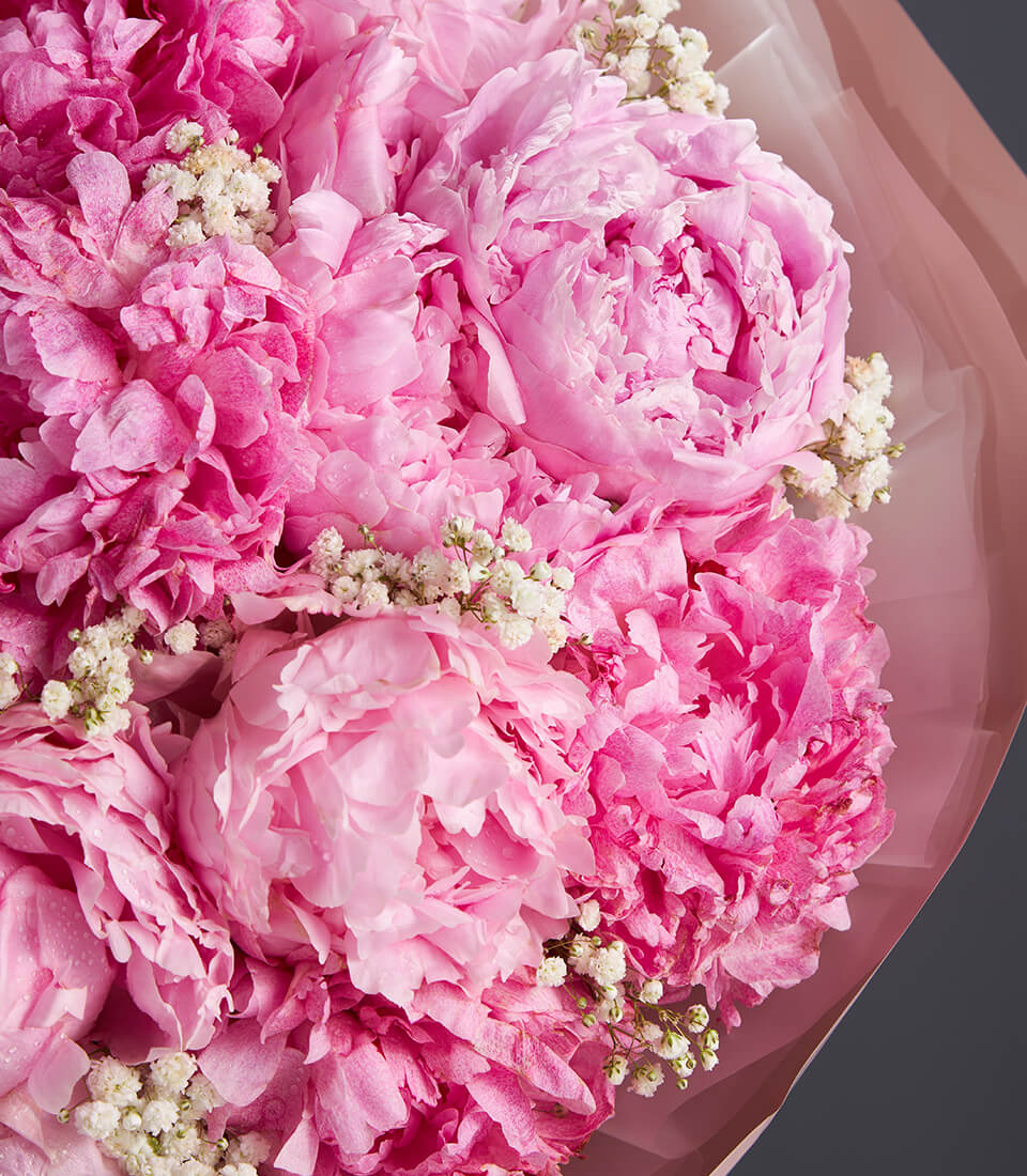 Luxury pink peony bouquet with white baby's breath and fresh water droplets, wrapped in peach paper