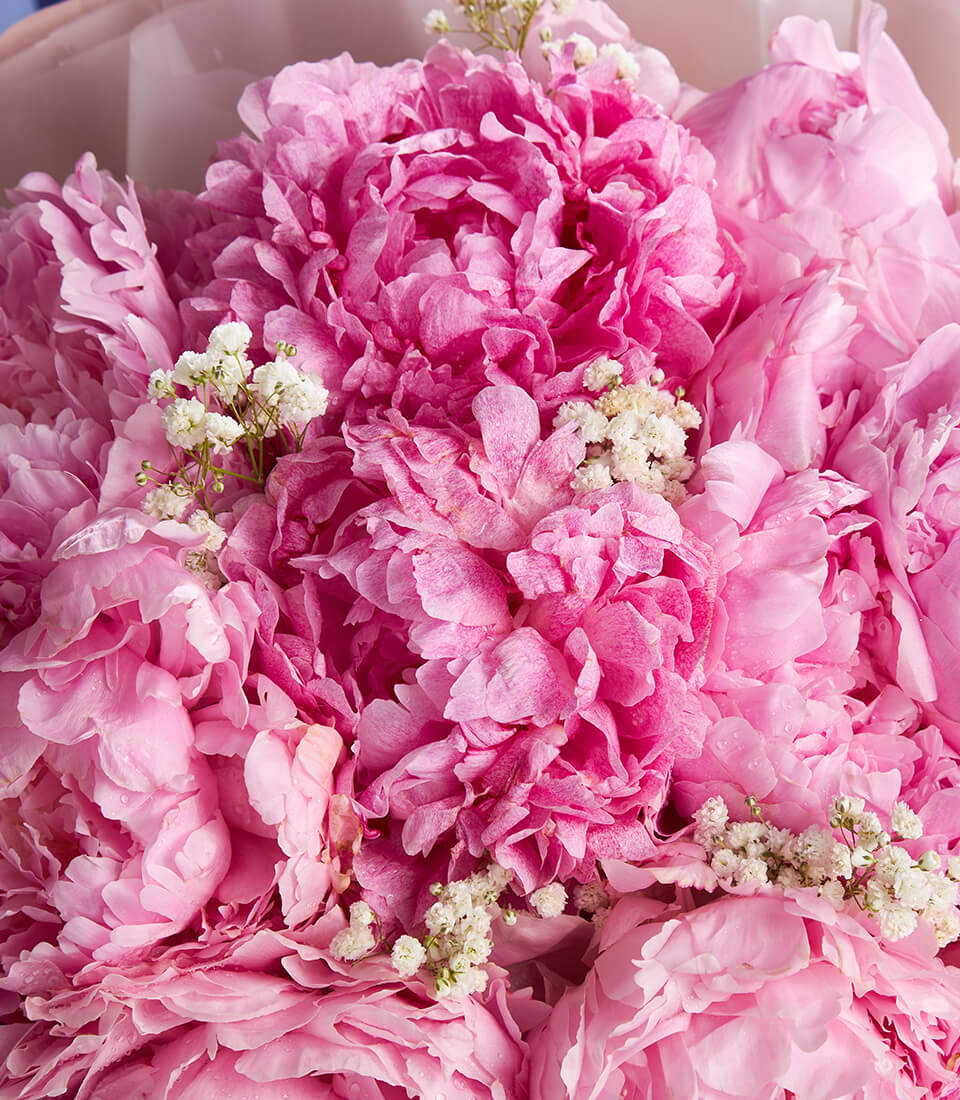 Luxury pink peony bouquet with baby's breath and fresh water droplets, gift-wrapped