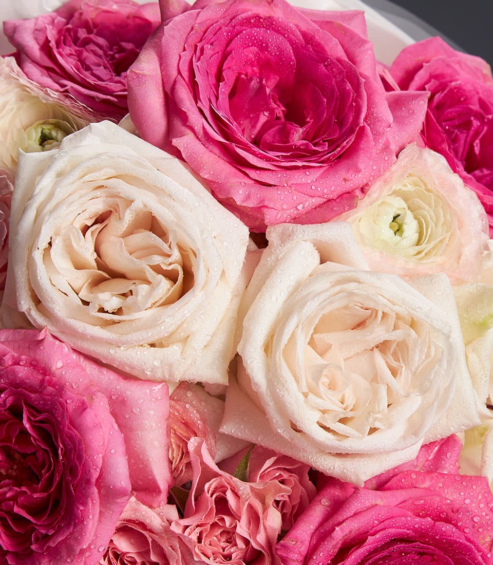 Fresh pink and white rose bouquet with dewy petals, densely arranged in soft blush and fuchsia tones