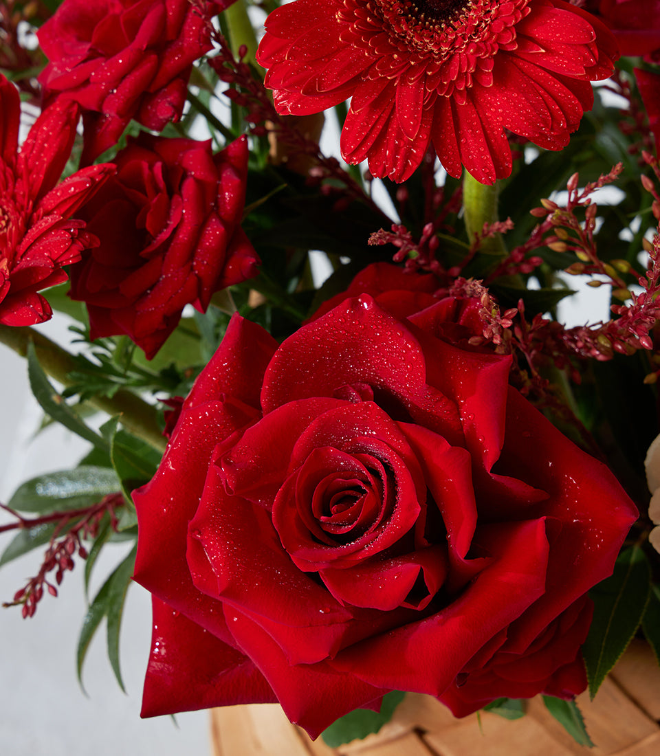 Crimson roses and gerbera daisies in celebration basket, fresh with water droplets for birthday gifting