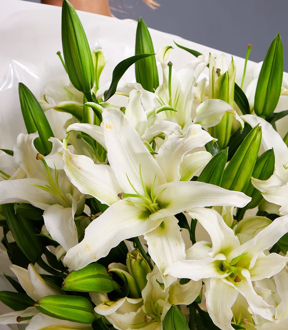 Grand white oriental lily bouquet with green stamens, densely arranged fresh blooms and buds in cellophane wrapping