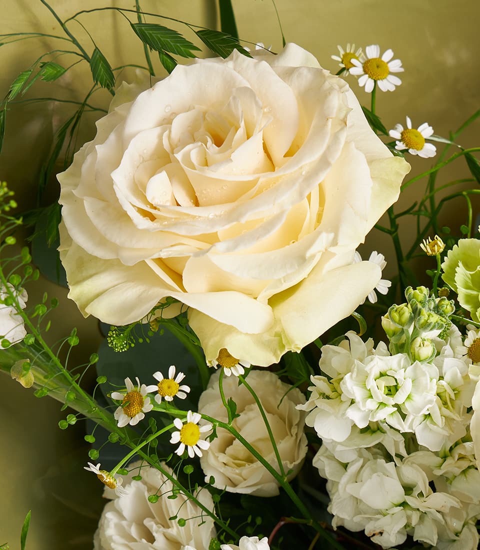 Cream rose and green carnation bouquet with white daisies and stock flowers, fresh Ecuador roses