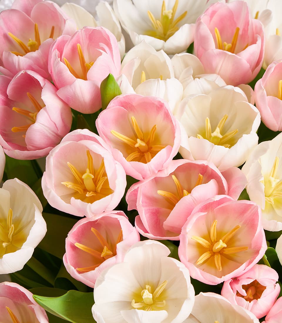 Pastel pink and white tulip bouquet with full blooms and yellow stamens
