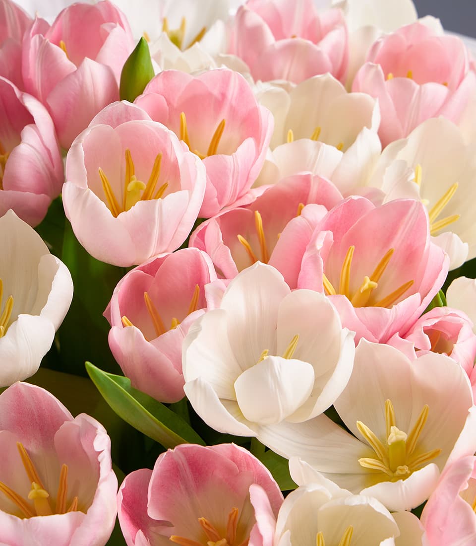 Pastel pink and white tulip bouquet with lush green stems and yellow centers