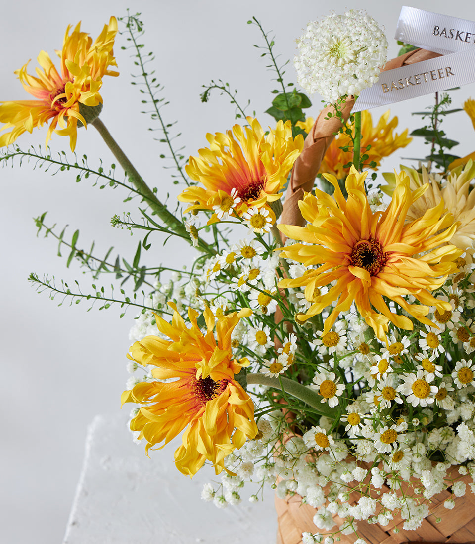 Bright yellow chrysanthemums and white baby's breath in woven basket, birthday flower gift