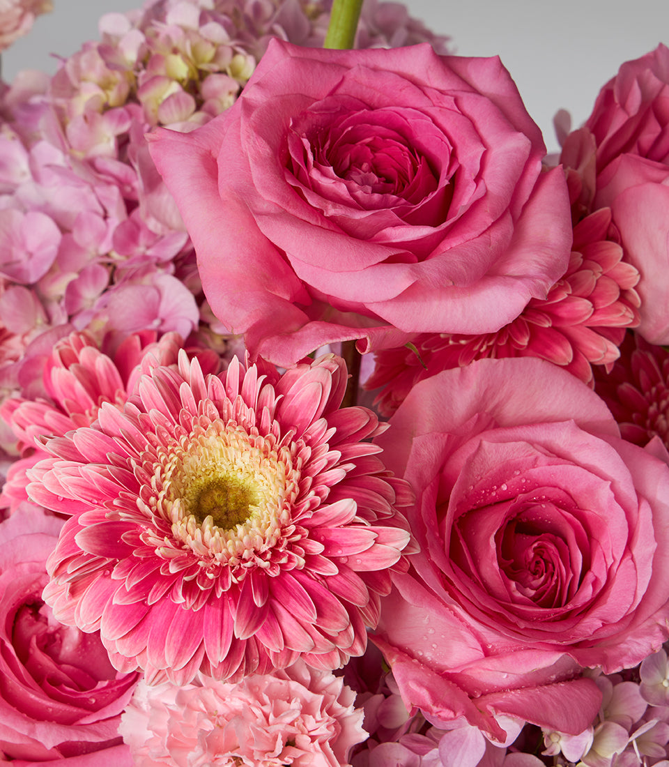 Hot pink roses, gerbera daisy, and hydrangea flower basket bouquet with fresh water droplets