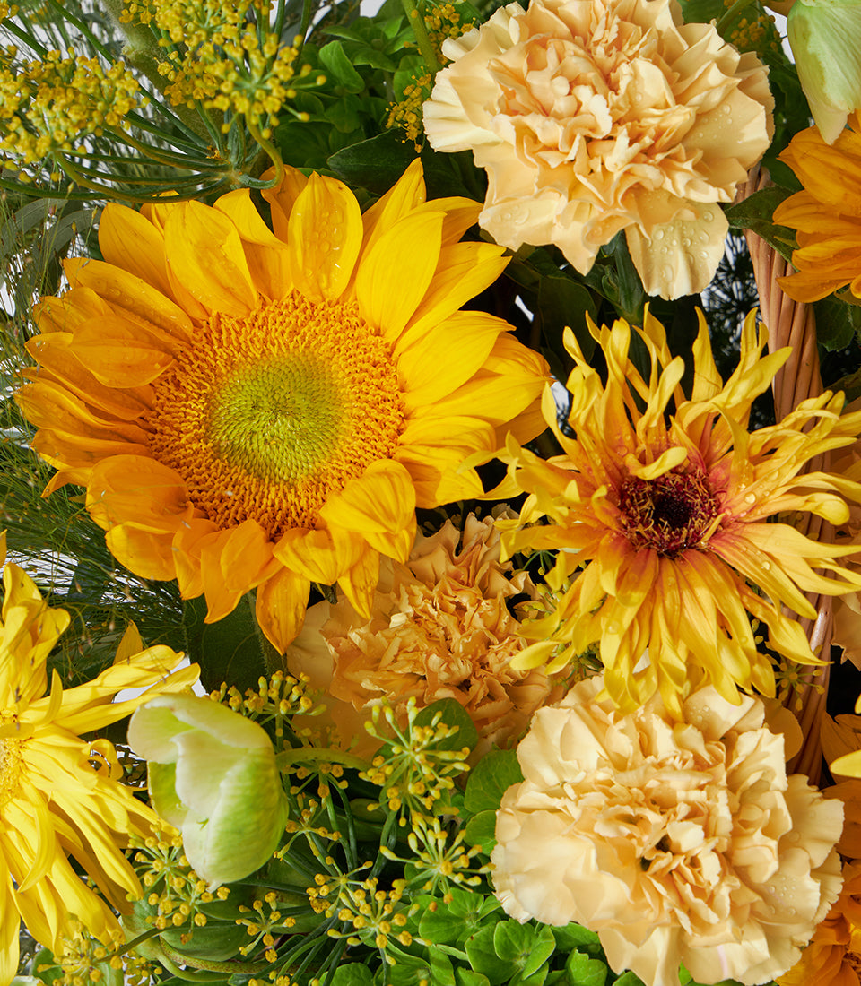 Vibrant yellow sunflower, carnations and chrysanthemums in woven basket with fresh green foliage