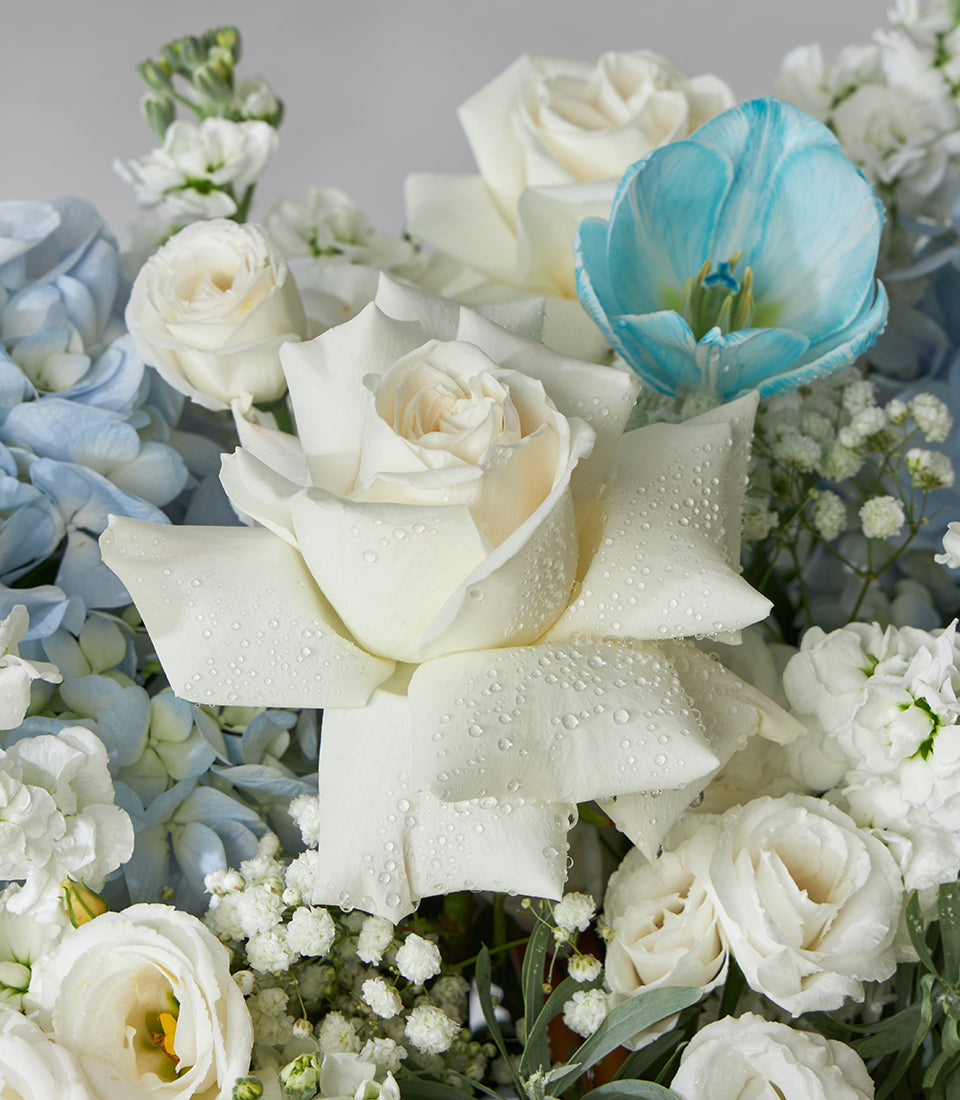 White roses, blue hydrangeas and tulips fresh flower basket with baby's breath