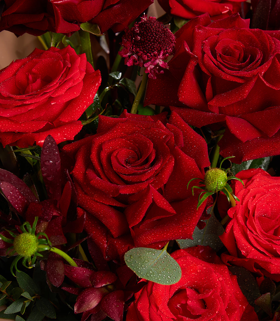 Vibrant red rose bouquet with burgundy filler flowers and fresh water droplets, perfect for any occasion