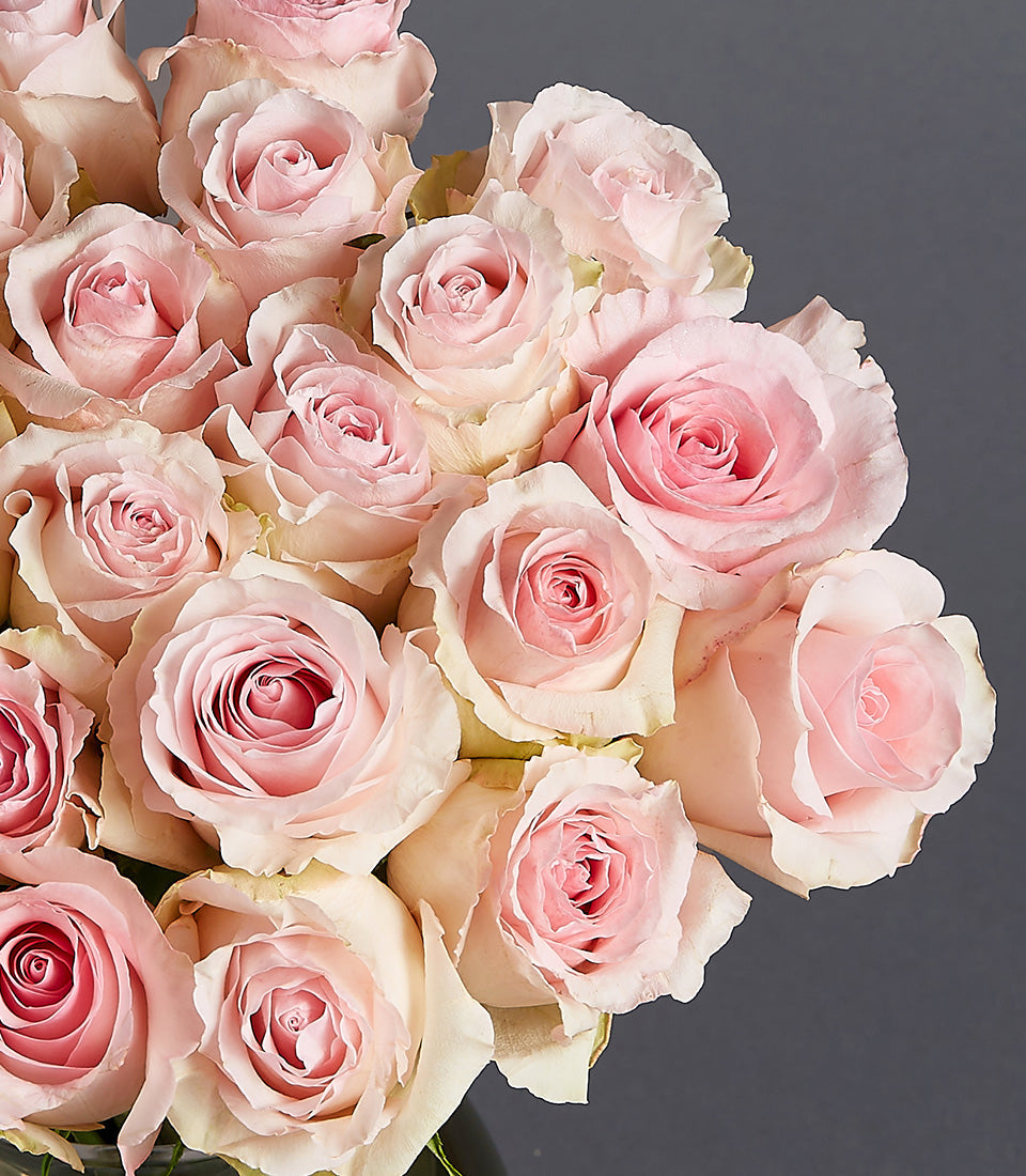 Light pink roses in Graceful Symphony vase, densely arranged with cream-toned outer petals, ideal for congratulations and