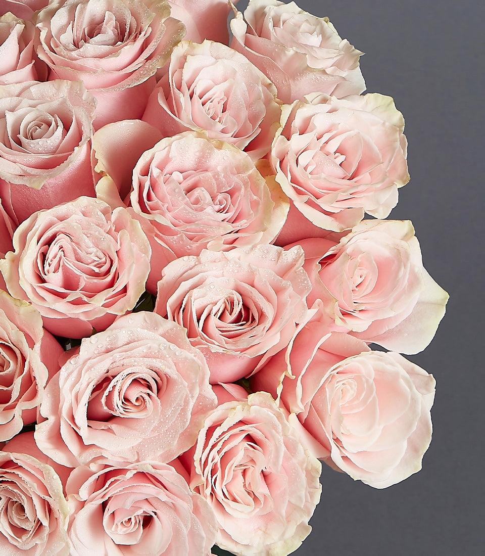 Light pink garden roses with water droplets in Pastel Harmony arrangement, fresh luxury flowers for gifting