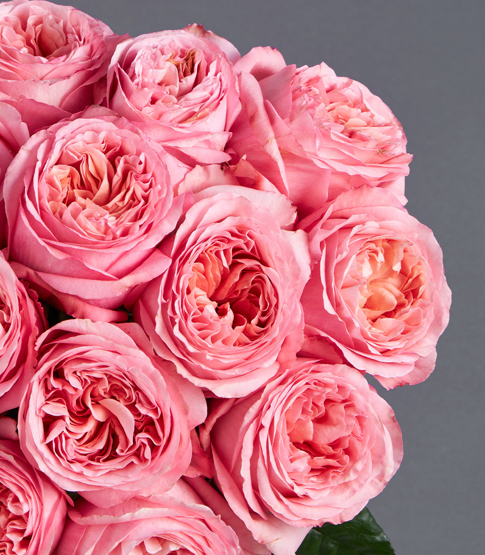 Pink garden roses with layered ruffled petals in soft coral tones, lush blooming arrangement for gifting