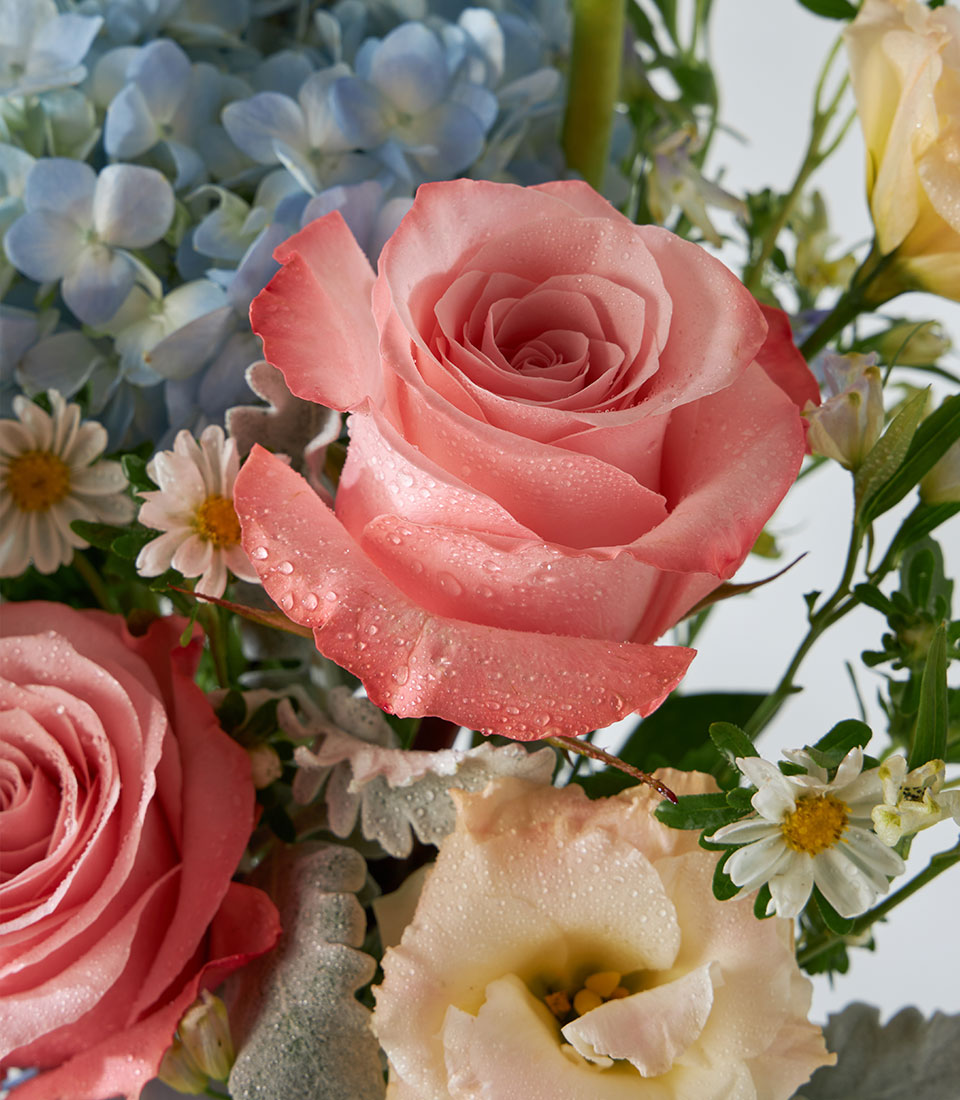 Fresh kahara roses and blue hydrangeas in clear glass vase with morning dew