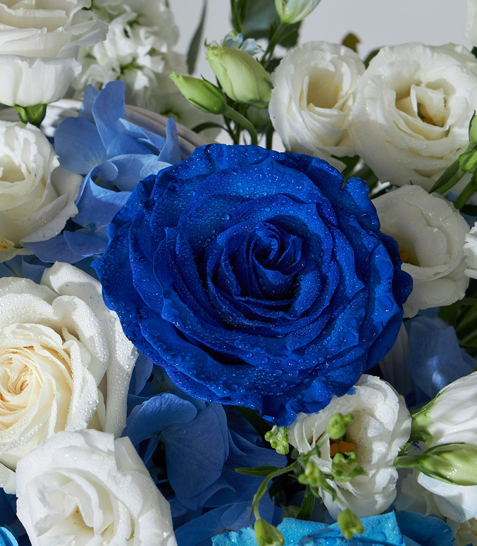 Tinted blue roses and white hydrangeas in fresh flower basket arrangement