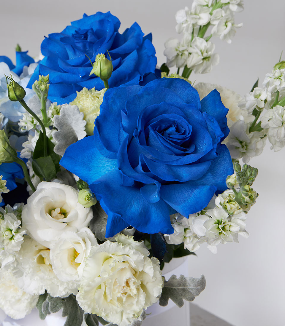Premium blue roses and white flowers in elegant gift box arrangement