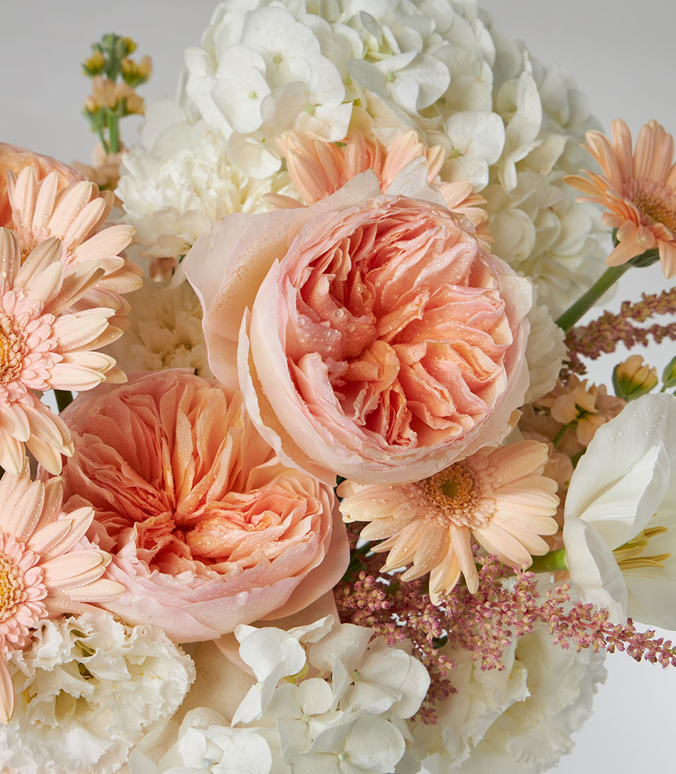 Juliet English Garden roses and peach gerbera daisies with white hydrangeas in soft pastel flower box