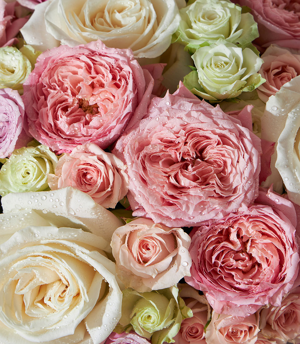 Luxury pink and white roses with spray roses in fresh flower gift box