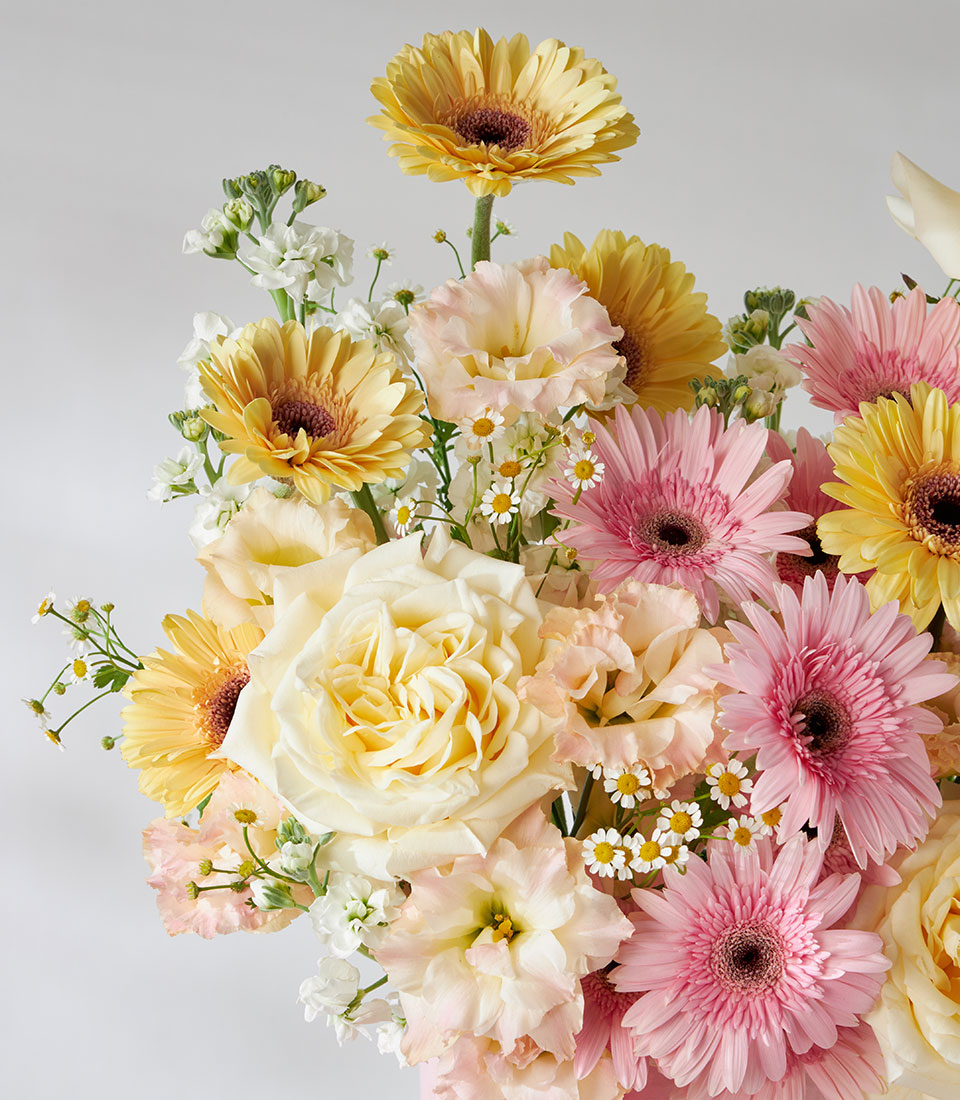 Pink and yellow gerberas with cream roses in luxe velvet presentation box