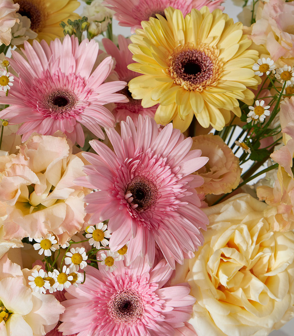 Pink and yellow gerberas with peach roses in luxury velvet gift box, premium fresh flower arrangement