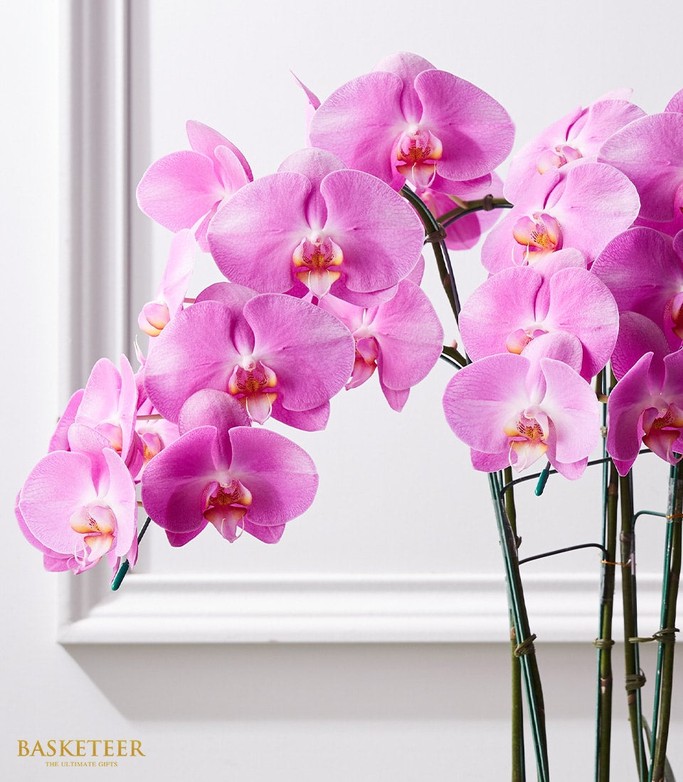 Pink Phalaenopsis orchid plant with fuchsia petals and yellow throat, tied with green stakes for gifting