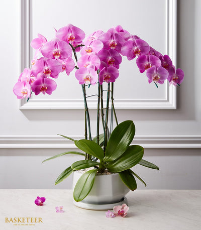 Vibrant pink orchid plant in white ceramic pot with multiple blooms, premium gift for any occasion