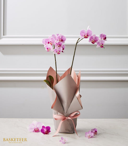 Dual potted pink and white striped phalaenopsis orchids with rose gold and taupe wrapping, tied with pink satin ribbon