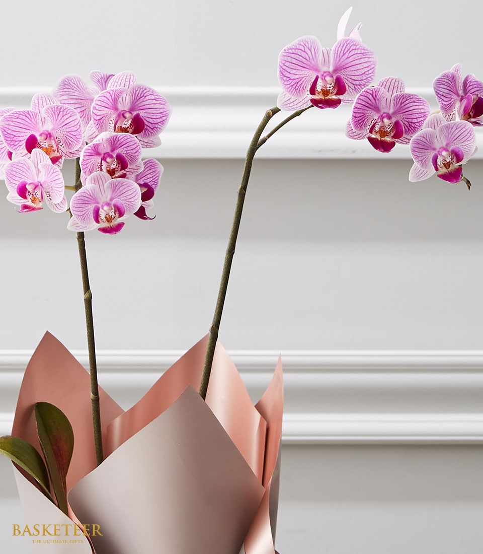 Potted pink striped phalaenopsis orchids with metallic rose gold gift wrap, ideal for congratulations and celebrations