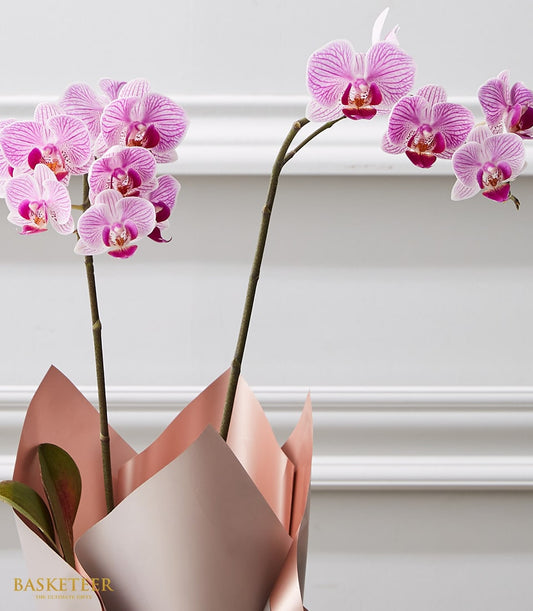 Potted pink striped phalaenopsis orchids with metallic rose gold gift wrap, ideal for congratulations and celebrations